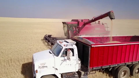 Aerial - Combine in Wheat Field Video stock 79773271