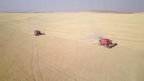 Aerial - Combines in Wheat Field Stockbeeldmateriaal 79775477