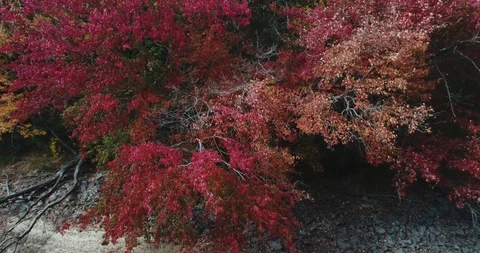 Aerial: Complex Move of Falling Leaves into Lake 動画素材 89315848