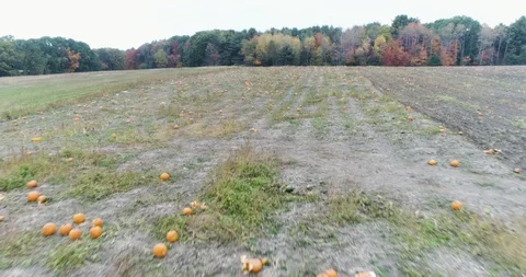 Aerial: Complex Move Flying over Pumpkin Patch Stock Footage 89310742