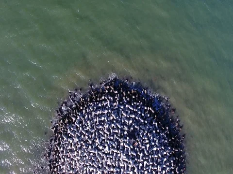 Aerial - Concrete wave breaker Stock Footage 80994001