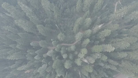Aerial of coniferous pine trees in the forest on a foggy day Stock Footage 105467848