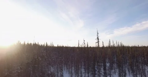 Aerial of coniferous trees in forest during winter Stock Footage 79789586