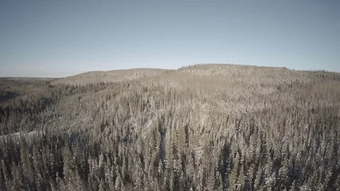 Aerial of coniferous trees in forest Stock Footage 79793143