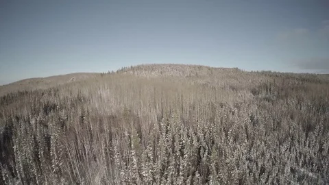 Aerial of coniferous trees in forest Stock Footage 79793474