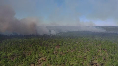 Aerial Controlled Forest Fire Burn Florida Stock Footage 125159525