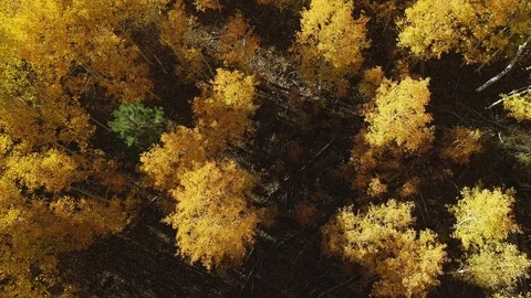 Aerial cool view looking down on yellow aspen trees in a forrest Stock Footage 122999401