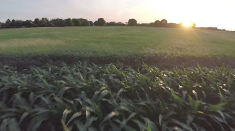 Aerial Corn and Wheat Field Sunset. Stock Footage 59554723