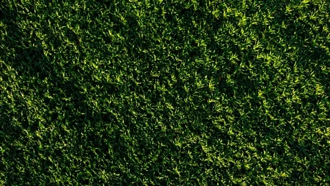 Aerial corn crop texture with dense green foliage. Top view of silage maize Stock Footage 340195522