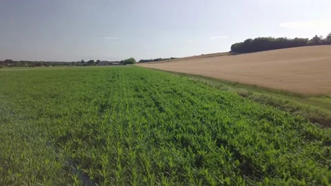 Aerial Corn Field with Flare Stock Footage 132749960