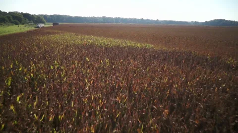 Aerial Corn field Stock Footage 29231035