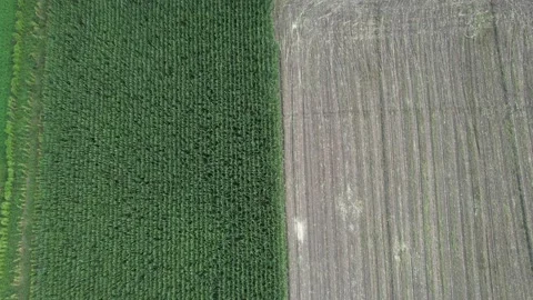Aerial corn field Stock Footage 210595778