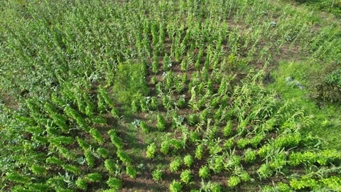 Aerial corn field Stock Footage 254508274