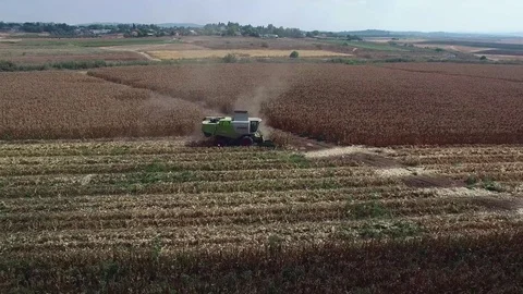 Aerial Corn field harvest Stock Footage 79109936