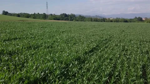 Aerial Corn Field Production Stock Footage 132749693