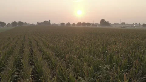 Aerial Corn Field Push In at Sunrise 4K@24FPS DLOG Stock Footage 211767482