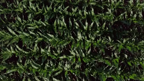 Aerial Corn Field Top View Stock Footage 132749531
