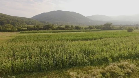 Aerial corn field view with distant mountains on sunset in Ukraine Stock Footage 96073290