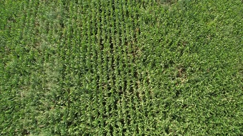 Aerial corn fields Stock Footage 211173773