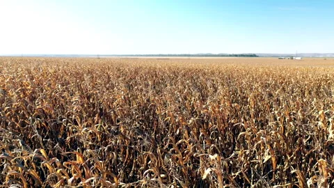 Aerial Corn fields ready for harvest Video stock 270234050