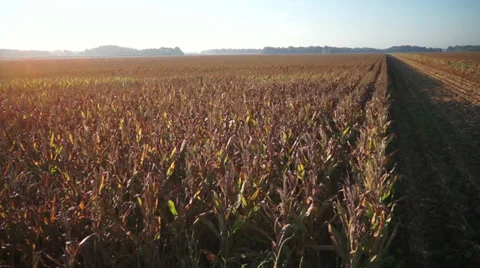 Aerial corn flight Stock Footage 29228237