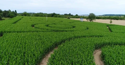 Aerial corn maze in crown shape  shot from low elevation Stock Footage 90243497