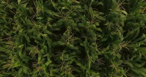 Aerial Corn tree field Stock-Footage 119530558