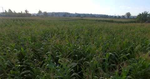 Aerial Corn tree field Video stock 119530818