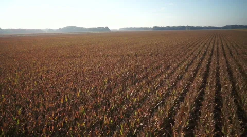 Aerial Cornfield pull back Stock Footage 29226041