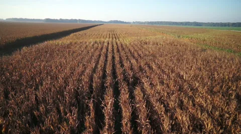 Aerial Cornfield shot Stock Footage 29226467