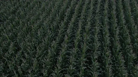 Aerial Cornfield Sunset 4K Stock Footage 55272615