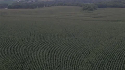 Aerial Cornfield Sunset 4K Stock Footage 55272723