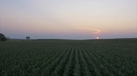 Aerial Cornfield Sunset 4K Stock Footage 55272772