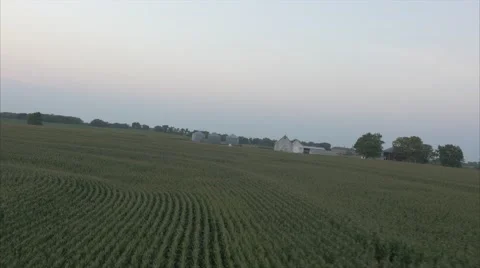 Aerial Cornfield Sunset 4K Stock Footage 55272833
