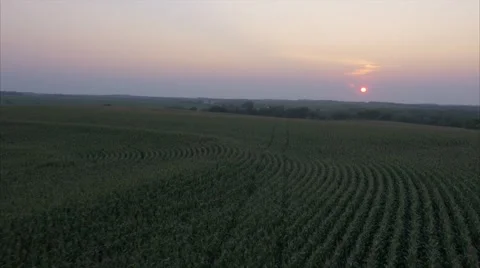 Aerial Cornfield Sunset 4K Stock Footage 55272974