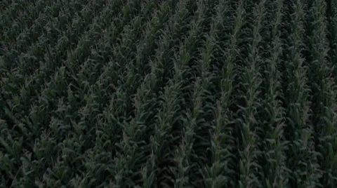 Aerial Cornfield Sunset 4K Stock Footage 55273141