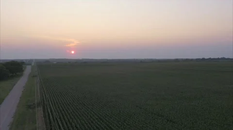 Aerial Cornfield Sunset 4K Stock Footage 55273205