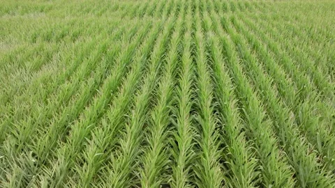 Aerial: Cornfields and surrounding farmland, Waikato 스톡 동영상 169722052