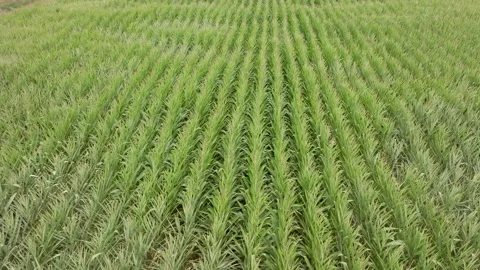 Aerial: Cornfields and surrounding farmland, Waikato Stockbeeldmateriaal 169722058
