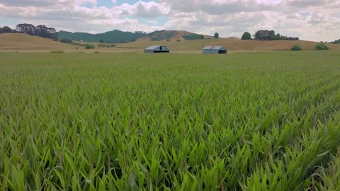 Aerial: Cornfields and surrounding farmland, Waikato Stockbeeldmateriaal 169722431
