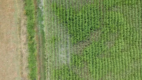 Aerial: Cornfields and surrounding farmland, Waikato Stockbeeldmateriaal 169722663
