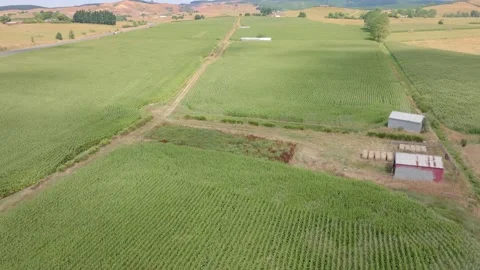 Aerial: Cornfields and surrounding farmland, Waikato Vidéo 169722862
