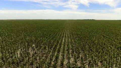 Aerial of Cornfields Stock-Footage 75796593