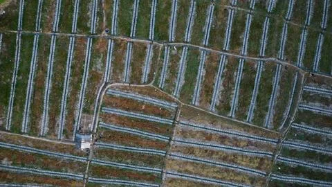 Aerial Cornfields: Where Green Meets Open Serenity Stock Photos