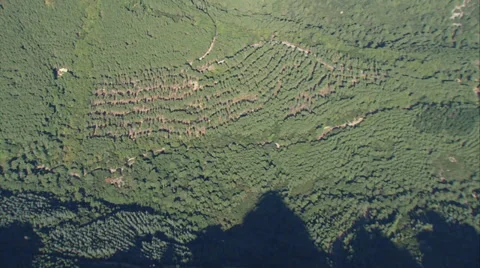 Aerial corsica forest Stock Footage 33825070