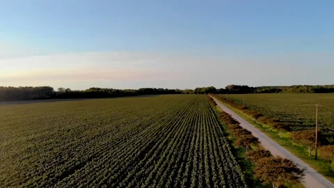 Aerial of cotton fields at sunset Stock Footage 142325782