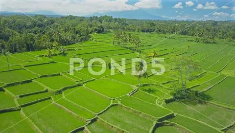 AERIAL: Countless square rice terraces in Ubud creating a charming green pattern Stock Photos