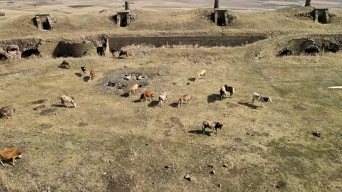 Aerial cows in a field Stock-Footage 238683412