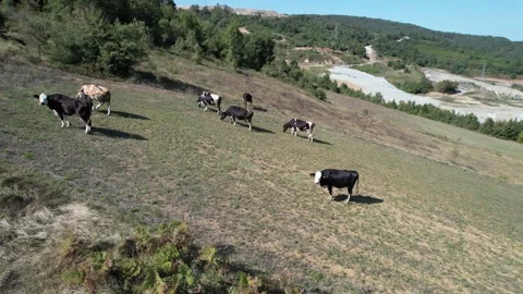 Aerial cows in field Stock Footage 255676890