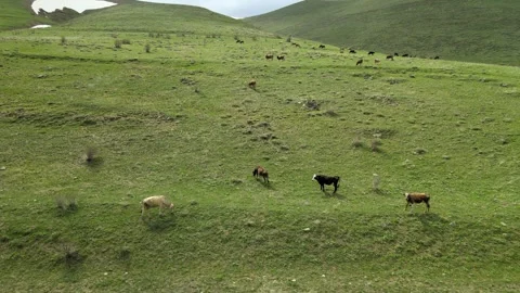 Aerial cows Stock Footage 274226116
